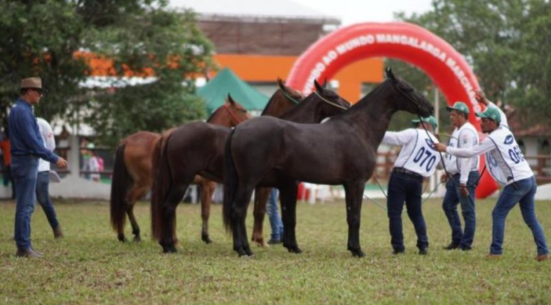 Semana do Cavalo 2024 acontece em Belém de 23 a 26 de outubro